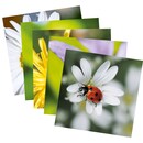 Blank Cards Art Bula, 122 x 122 mm, 5 diff. designs, box of 5